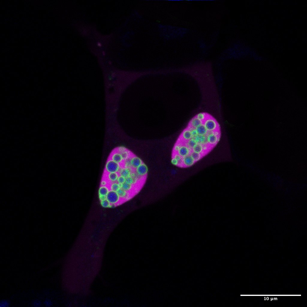 Cell with droplets packed in two magenta regions