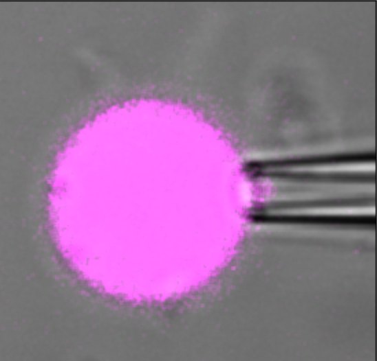 A magenta droplet held by a micropipette